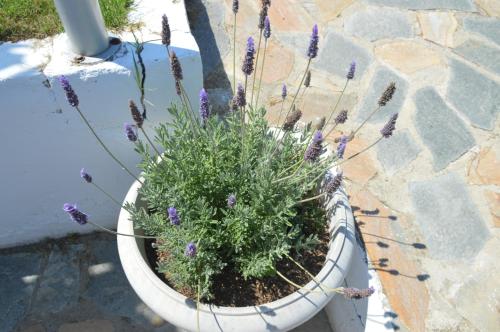 a potted plant with purple flowers in a white pot at Villa Kristi in Loutrá Elevtherón