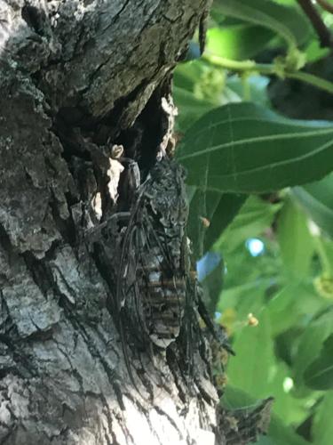 a butterfly sitting on the side of a tree branch at les mazets de la reine Pédauque in Paradou