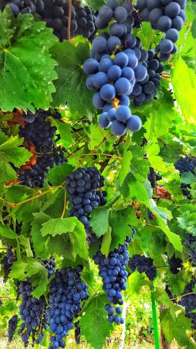 a bunch of grapes hanging on a vine at Banjo Rustic House Lake view in Virpazar