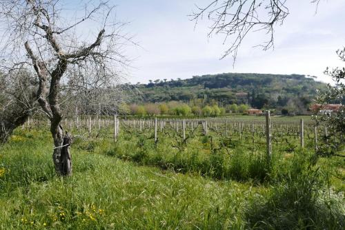a vineyard with a tree in the middle of a field at Villa Cavalletti in Grottaferrata