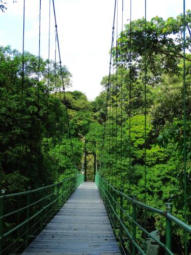a suspension bridge in the middle of a forest at La Selva Biological Station in Sarapiquí