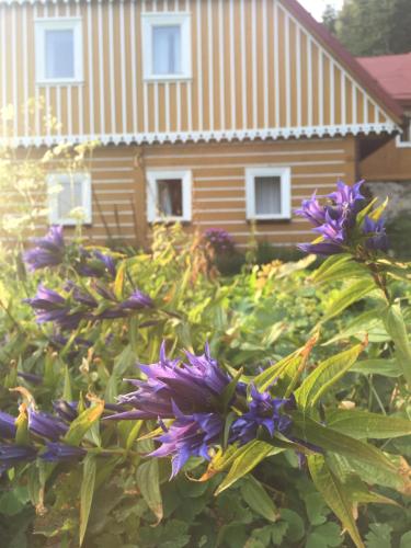 a bunch of purple flowers in front of a house at Horská chalupa U Hančilů in Pec pod Sněžkou