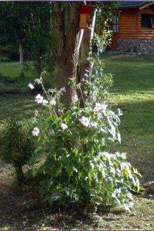 a bush with pink flowers around a tree at Cabañas En el Corazón del Bosque in San Carlos de Bariloche