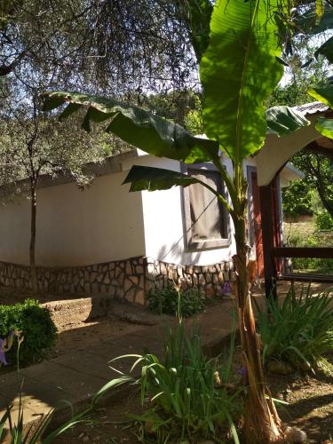 a house with a banana tree in front of it at Raj mira in Utjeha