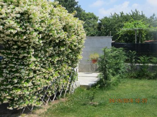a large hedge of flowers in a yard at 5 Palme in Terzo dʼ Aquiléia