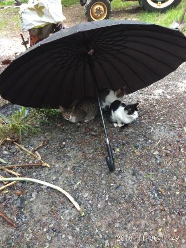 two cats laying on the ground under an umbrella at Green Farm-small paradise! in Kalloní