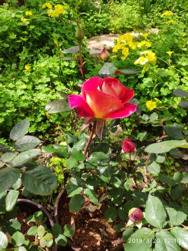 a pink rose in a garden with other flowers at Green Farm-small paradise! in Kalloní
