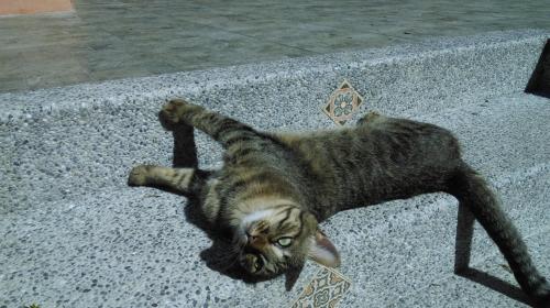 a cat laying on top of a step at Bramasole B&B in Puli