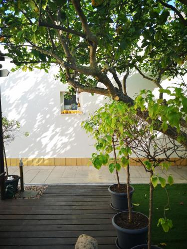 a couple of trees in pots on a patio at Nature Guesthouse in Lagos