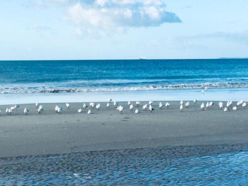 a flock of birds standing on the beach at Absolute Beach in Mount Maunganui