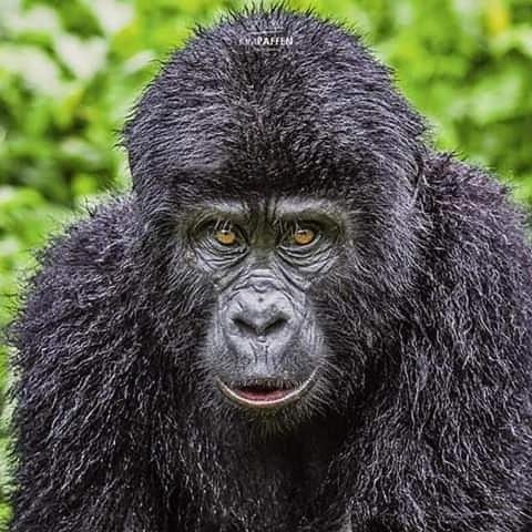 a close up of a gorilla looking at the camera at Gorilla Safari Lodge in Rubuguli