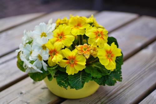 a yellow vase with yellow and white flowers on a wooden table at Jugendherberge Flensburg - Membership required in Flensburg