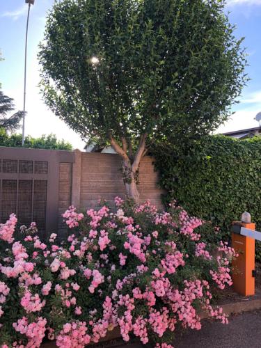 a bush of pink flowers in front of a tree at Hotel Motel Regal in Vermezzo
