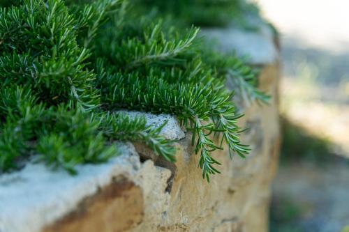 a green plant on top of a rock at La Rimbecca Greve in Chianti in Greve in Chianti