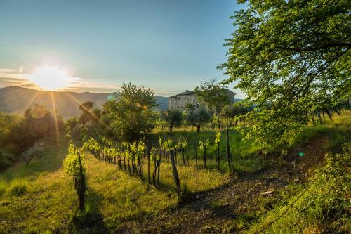 a field of vines with the sun in the background at La Rimbecca Greve in Chianti in Greve in Chianti