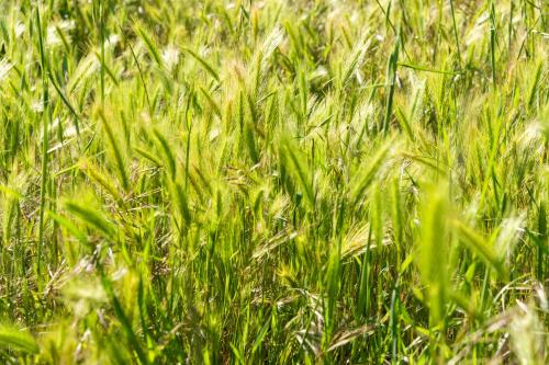 a field of tall green grass with lots of tallgrass at La Rimbecca Greve in Chianti in Greve in Chianti