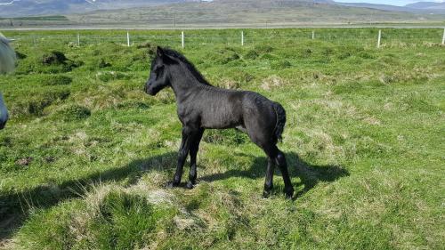 a black horse standing in a field of grass at Midsitja in Varmahlid