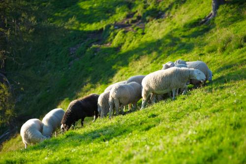 a herd of sheep grazing on a grassy hill at Turistična kmetija Čerček in Solčava