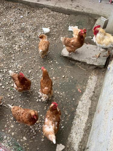 アパートメントの敷地内または近くにいる動物
