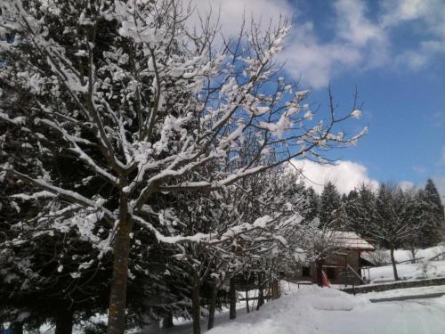 a tree covered in snow in a yard at Residence Cirese in Borno
