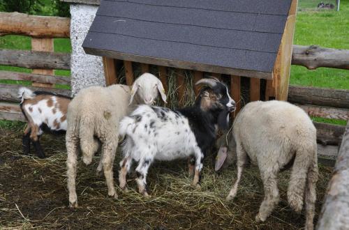 アパートメントの敷地内または近くにいる動物