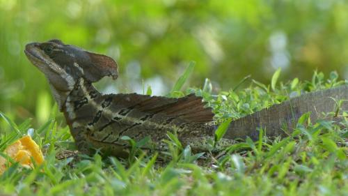 a lizard sitting in the grass in the grass at Encanto Lodge in Drake