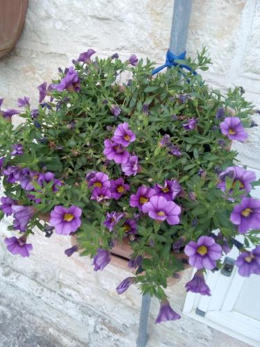 a bunch of purple flowers in a pot on a wall at Trulletto dei sogni in Alberobello