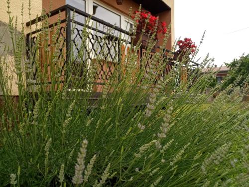 a garden with tall grass in front of a balcony at apartma "happy Scotts" in Starše