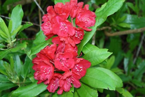 a group of red flowers with water droplets on them at Tinto Hotel in Symington