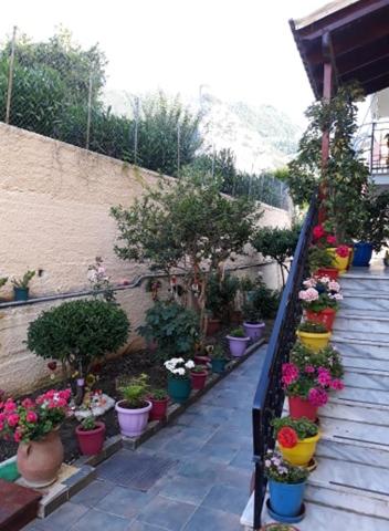 a bunch of potted plants on a stair case at MARGARITAS' ROOMS in Agios Gordios