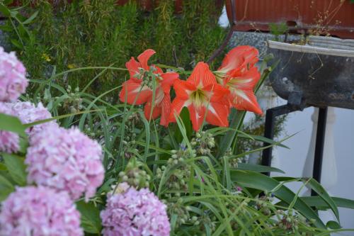 a group of pink and red flowers in a garden at Guest House Vera in Ulcinj