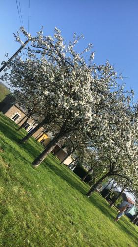 un arbre avec des fleurs blanches sur un champ vert dans l'établissement La Besnerais, à Saint-Laurent-de-Terregatte