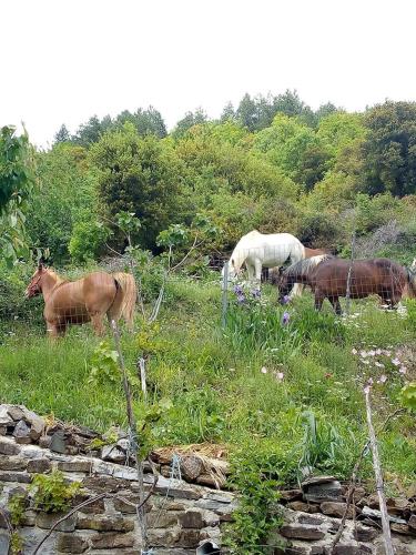 a group of horses grazing in a field of grass at Morfeas Guesthouse in Papigko