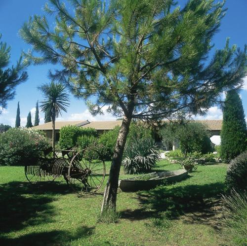 a pine tree in the middle of a park at Lou Garbin in Saint-Laurent-dʼAigouze