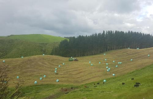 a field with blue balls on a hill with animals at Above the River Karapiro Bed & Breakfast in Karapiro