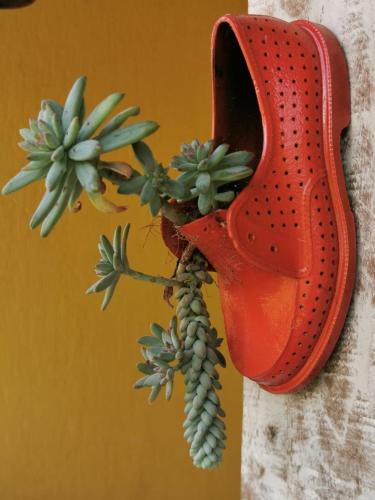 a red shoe hanging on a wall with a plant at Pousada Polessas in Visconde De Maua