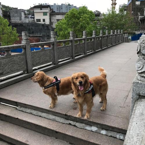 two dogs standing on the steps of a bridge at Hemu House in Fenghuang