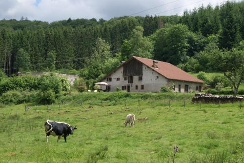 2 vaches pacant dans un champ devant une grange dans l'établissement La Hutte, à Tendon