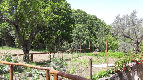 Palazzo Conforti Tree House Resortにある庭