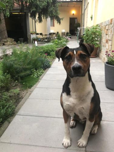 a brown and white dog standing on a sidewalk at Margaréta Garden & SPA in Eger