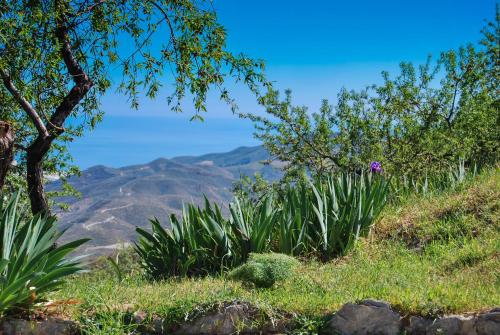 a hillside with plants and a tree and mountains at Cortijo Los Maximos in Turón