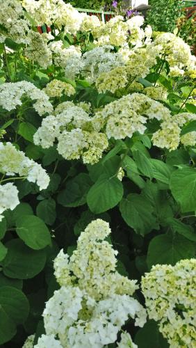 a group of white flowers with green leaves at Öregporta Vendégház in Bazsi