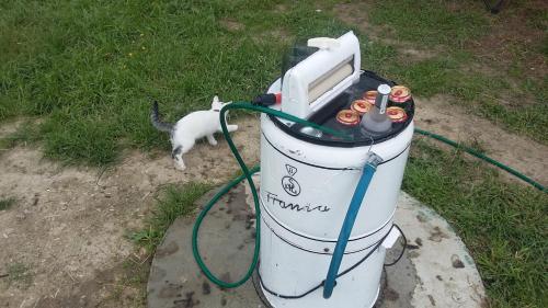 a dog is standing next to a hot dog machine at Agroturystyka na Słonecznej Orawie u Dzikich in Jabłonka