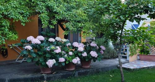 une rangée de fleurs en pot en face d'un bâtiment dans l'établissement L'Antica Cantina, à Usini