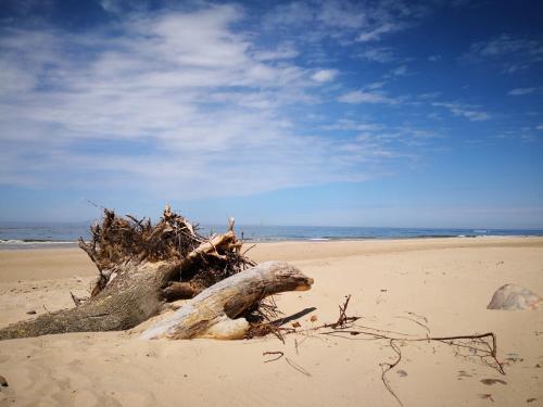 a piece of drift wood on the beach at Apartament Sova in Międzyzdroje