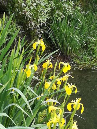 a group of yellow flowers next to a pond at Willa Katarzynka in Wisła