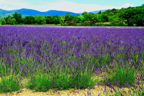 a field of purple flowers with mountains in the background at La Belle Victorienne in Magog-Orford