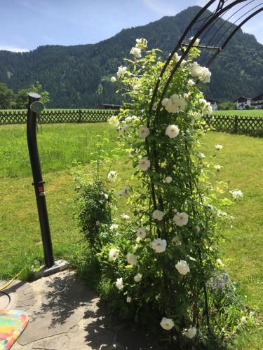 a bush with white flowers on a pole at Wohlfühlchalet Tirol in Reith im Alpbachtal
