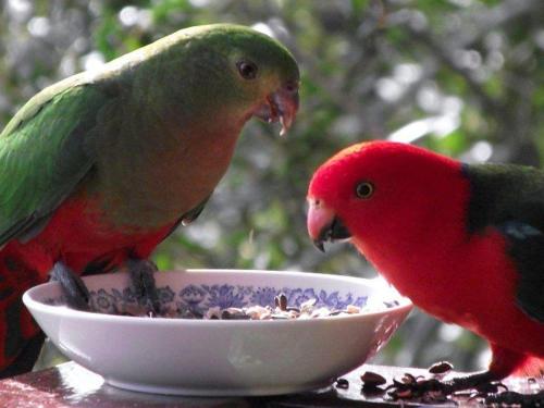 Animales en la casa o chalet o alrededores