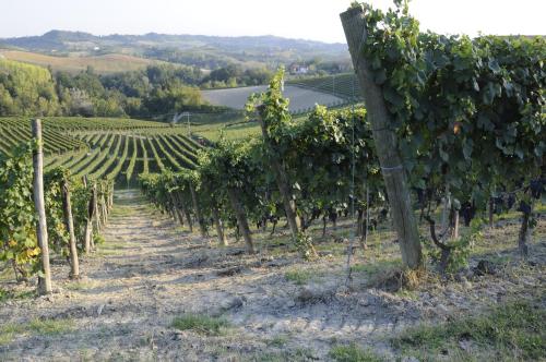 a vineyard with a bunch of grape vines at Agriturismo Ca' Brusà in Monforte dʼAlba